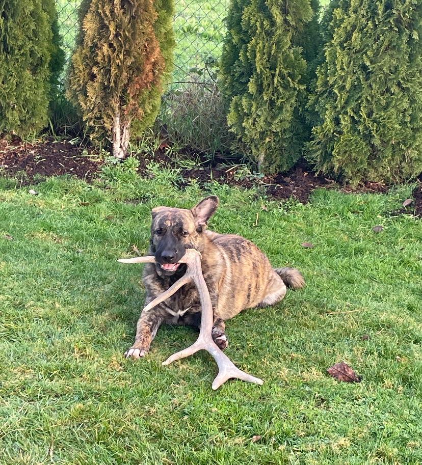 Julius, a Adoptable Shepherd in Yreka, CA image 1/3