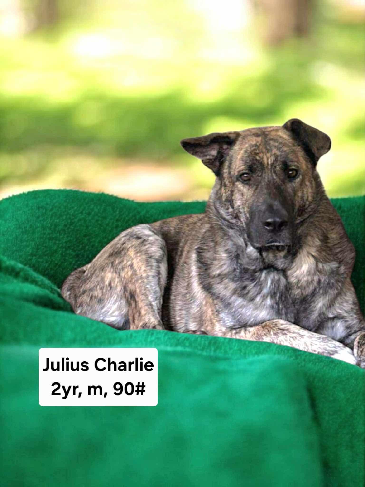 Julius, a Adoptable Shepherd in Yreka, CA image 2/3