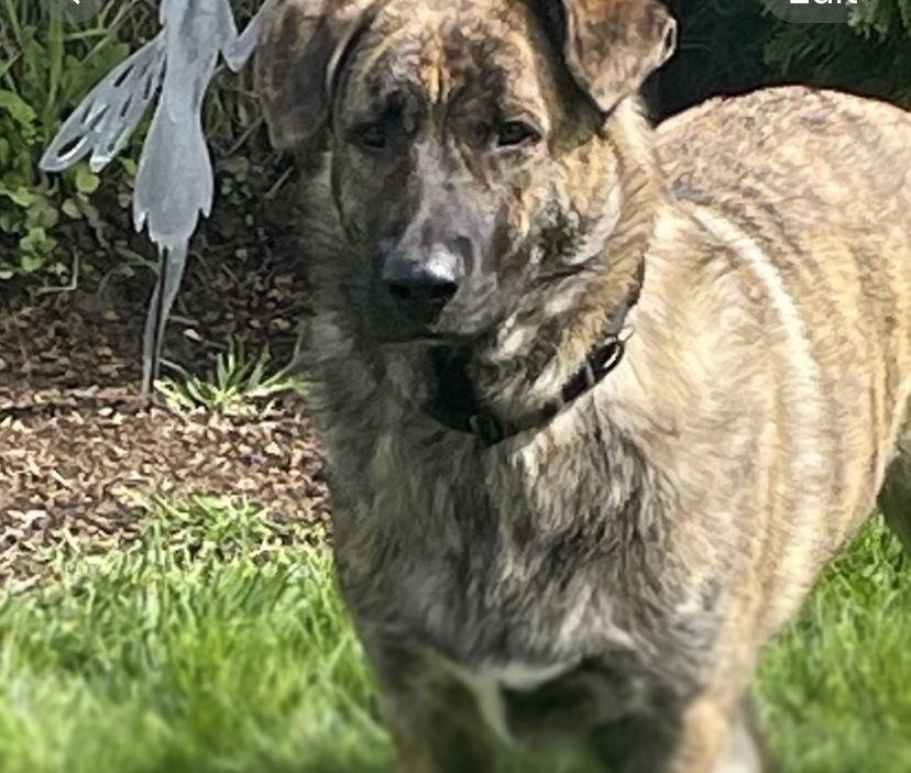 Julius, a Adoptable Shepherd in Yreka, CA image 3/3