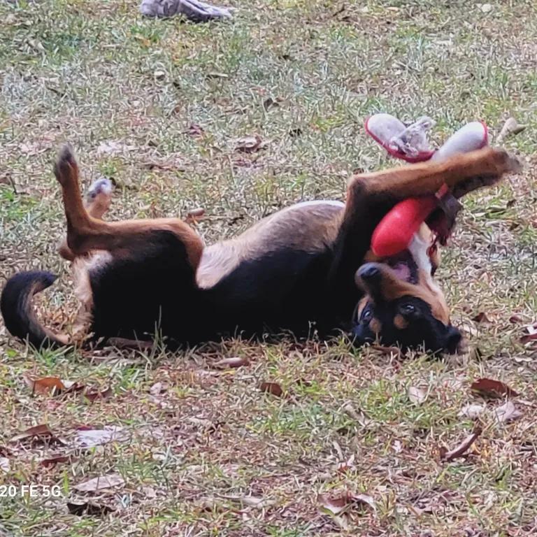Enlarge Benson, a ADOPTABLE mixed breed in Port Charlotte, FL image 3/4