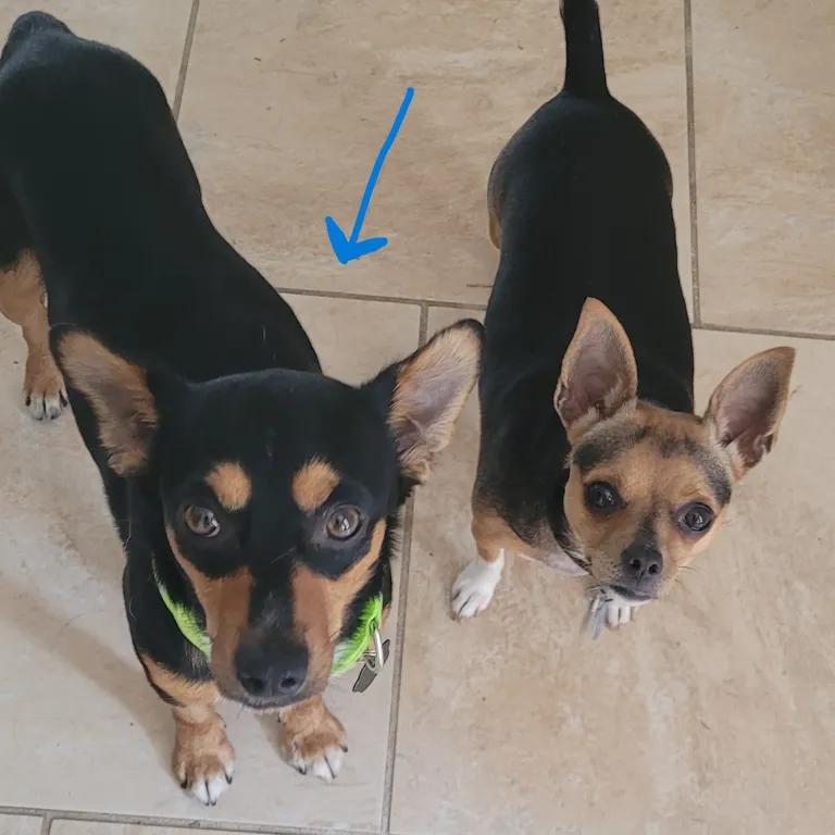 Enlarge Benson, a ADOPTABLE mixed breed in Port Charlotte, FL image 4/4