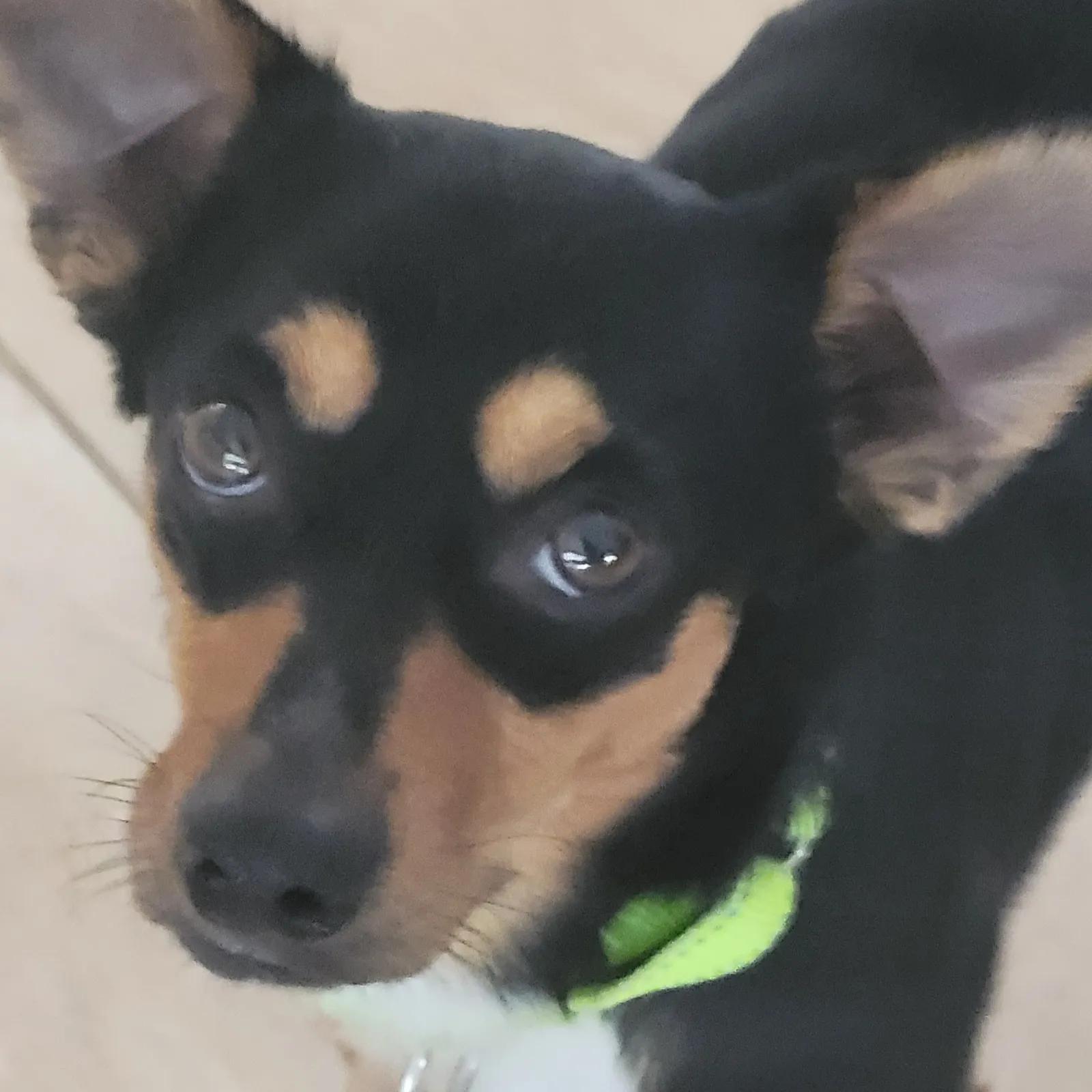 Enlarge Benson, a ADOPTABLE mixed breed in Port Charlotte, FL image 1/4