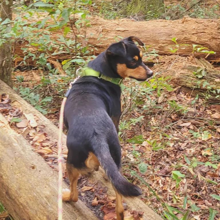 Enlarge Benson, a ADOPTABLE mixed breed in Port Charlotte, FL image 2/4