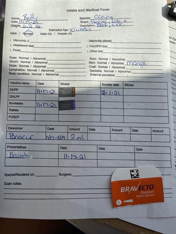 Enlarge Betty, a Adopted mixed breed in Opelousas, LA image 2/2