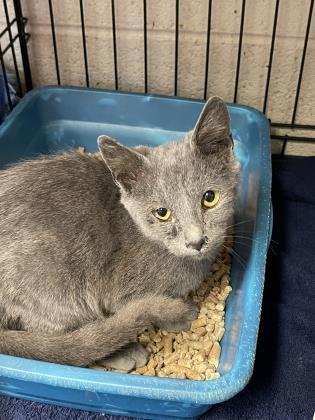 Reggie, Adoptable, Kitten Male Domestic Short Hair & Domestic Short Hair.