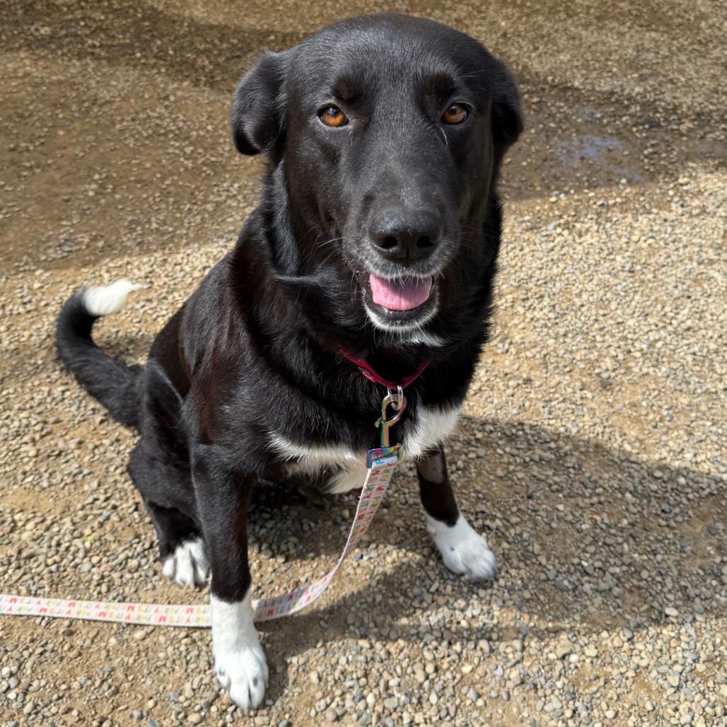 Daisy Jo, Adoptable, Senior Female Border Collie.