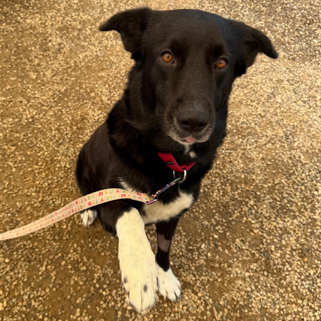 Enlarge Daisy Jo, a Adoptable Border Collie in Columbia Station, OH image 2/6