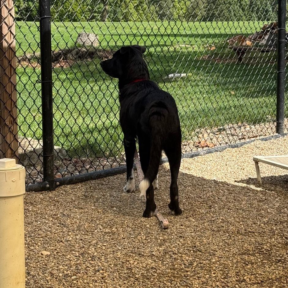 Enlarge Daisy Jo, a Adoptable Border Collie in Columbia Station, OH image 3/6