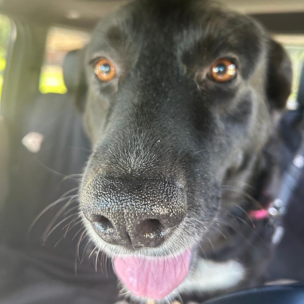 Enlarge Daisy Jo, a Adoptable Border Collie in Columbia Station, OH image 4/6