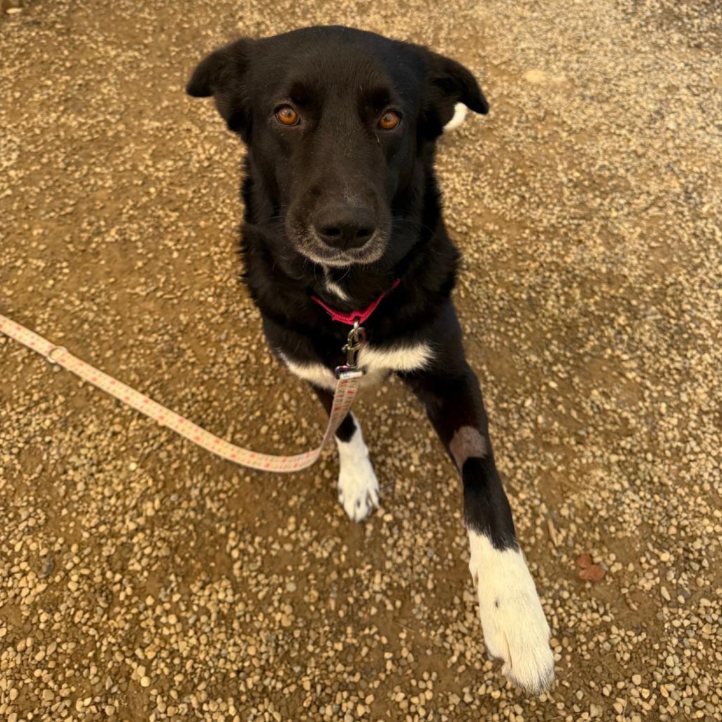 Enlarge Daisy Jo, a Adoptable Border Collie in Columbia Station, OH image 6/6