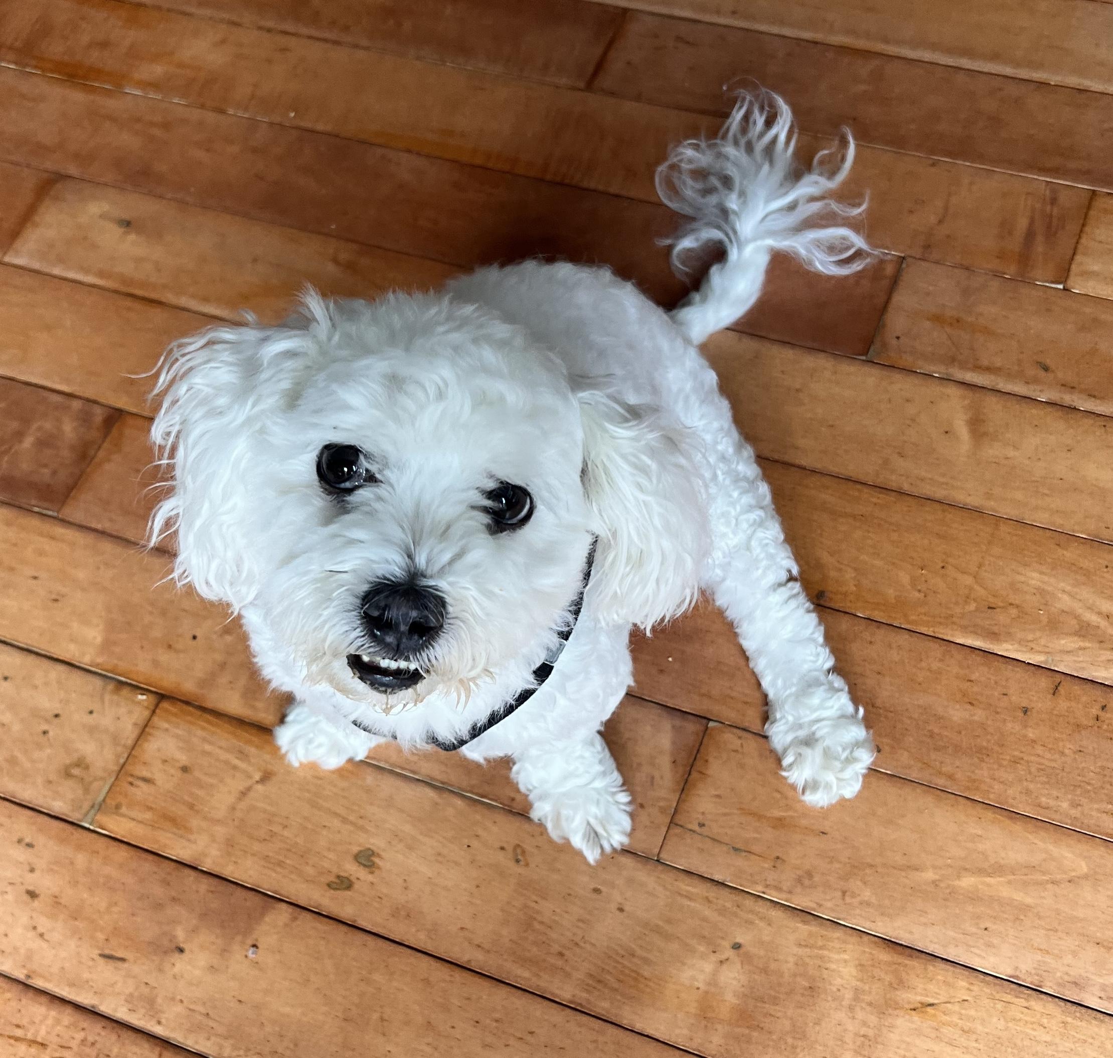 Oliver , adoptable, Senior Male Maltipoo.