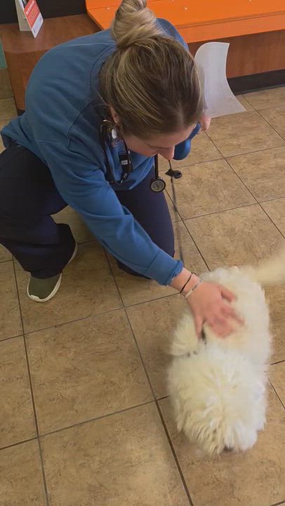 Enlarge Oliver , an adoptable Maltipoo in Rochester Hills, MI video 1/2