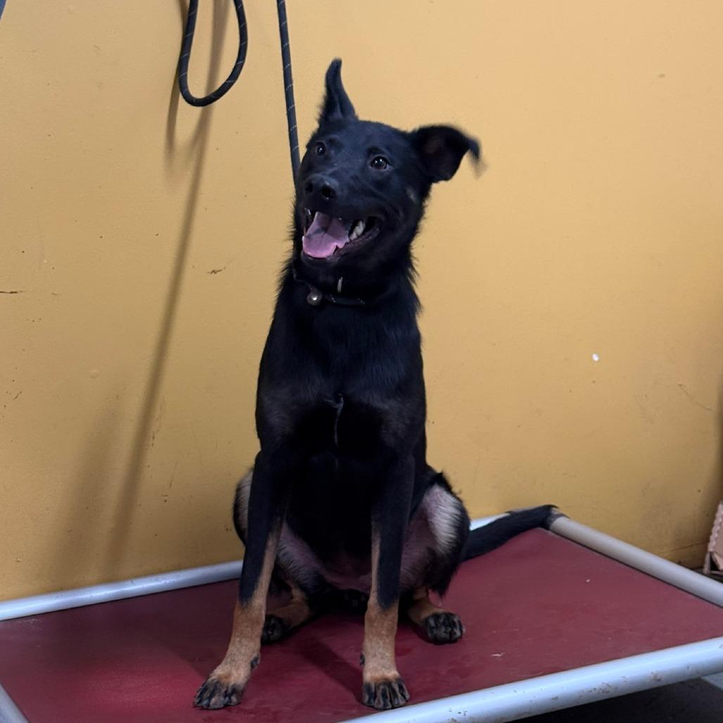 Padme, Adoptable, Adult Female Shepherd.