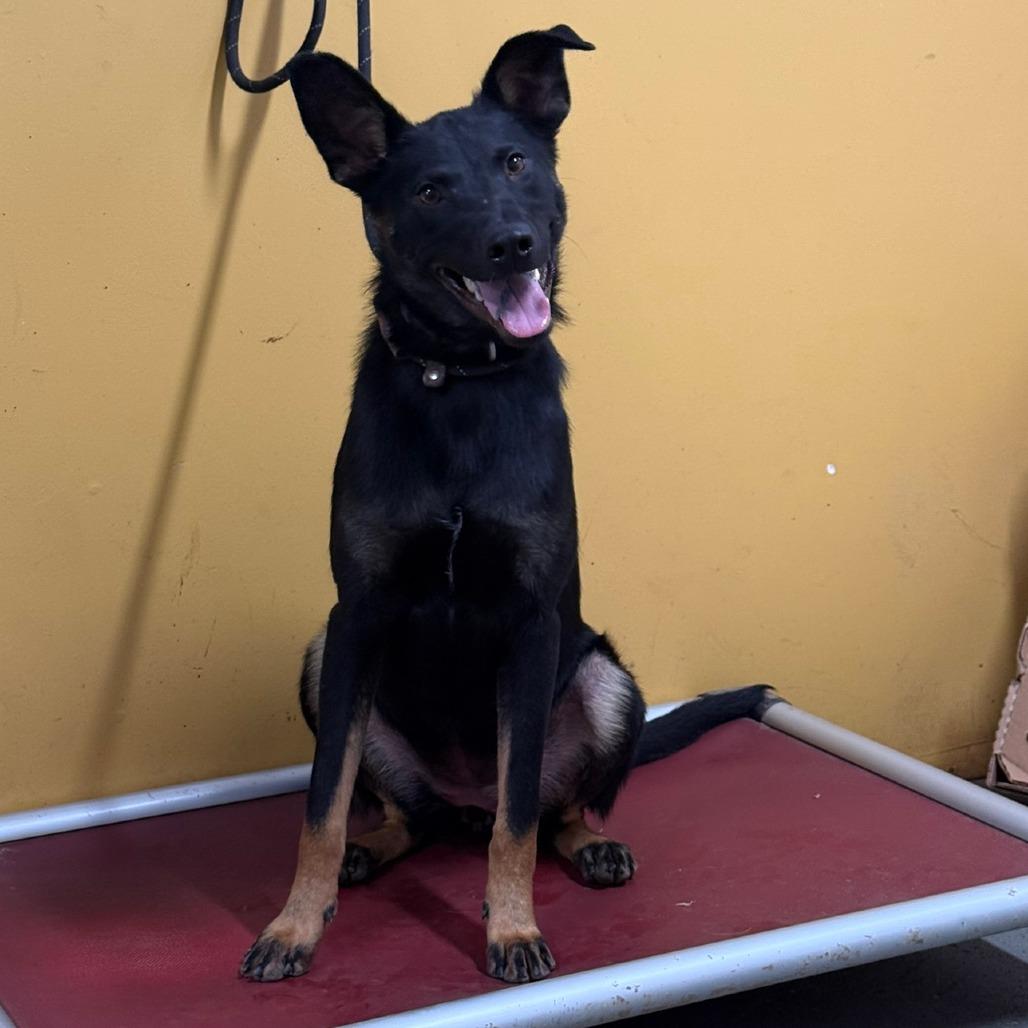 Enlarge Padme, a Adoptable mixed breed in Ione, CA image 2/3