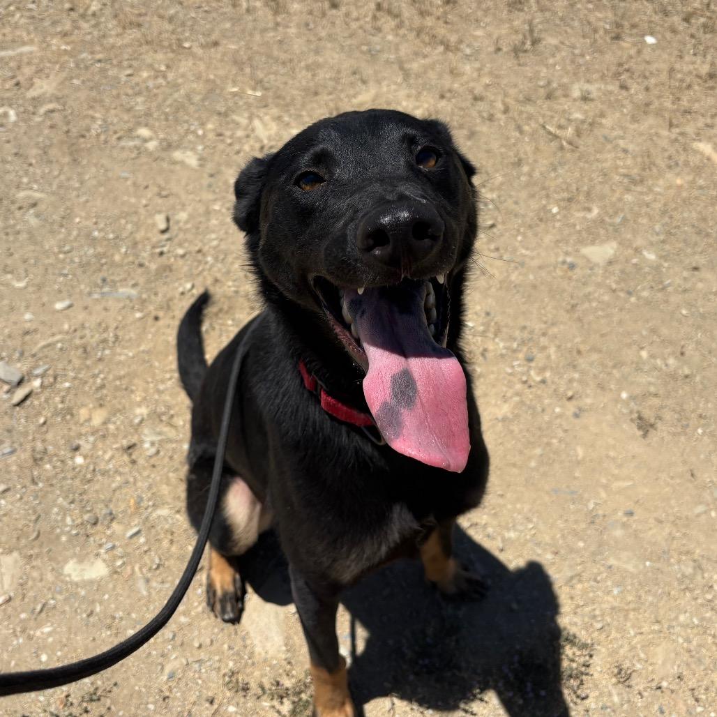 Padme, a Adoptable mixed breed in Ione, CA image 2/6