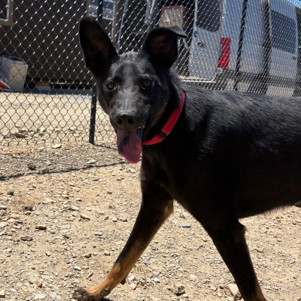 Padme, a Adoptable mixed breed in Ione, CA image 3/6
