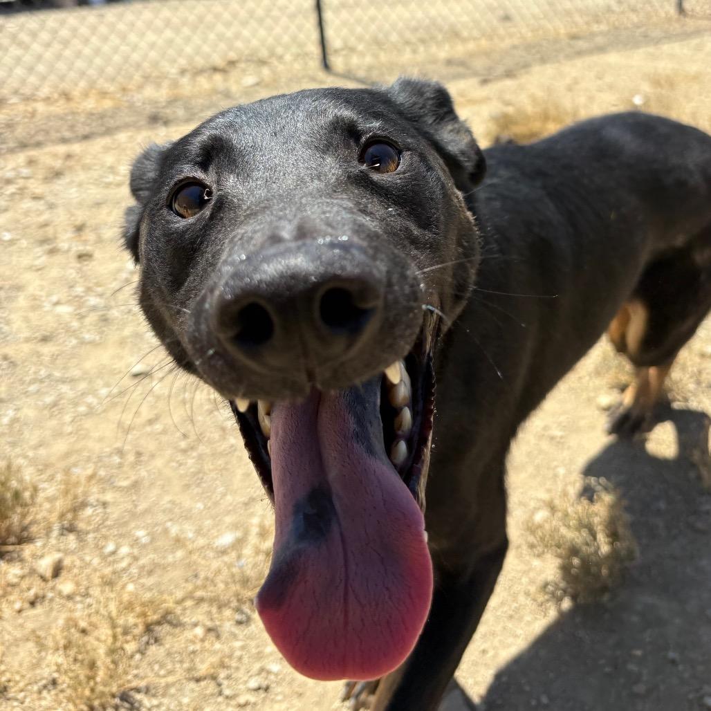 Padme, a Adoptable mixed breed in Ione, CA image 5/6