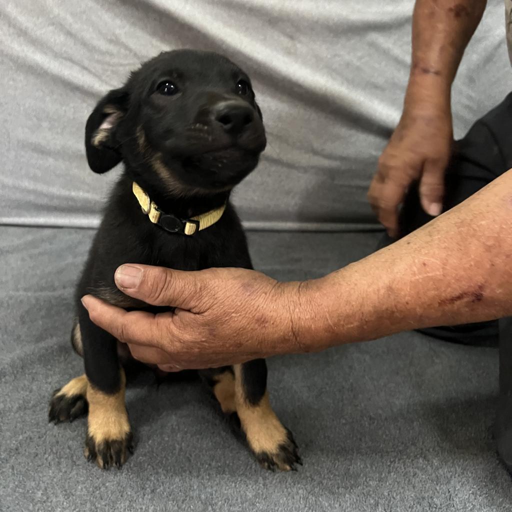 Enlarge Padme, a Adoptable mixed breed in Ione, CA image 3/3