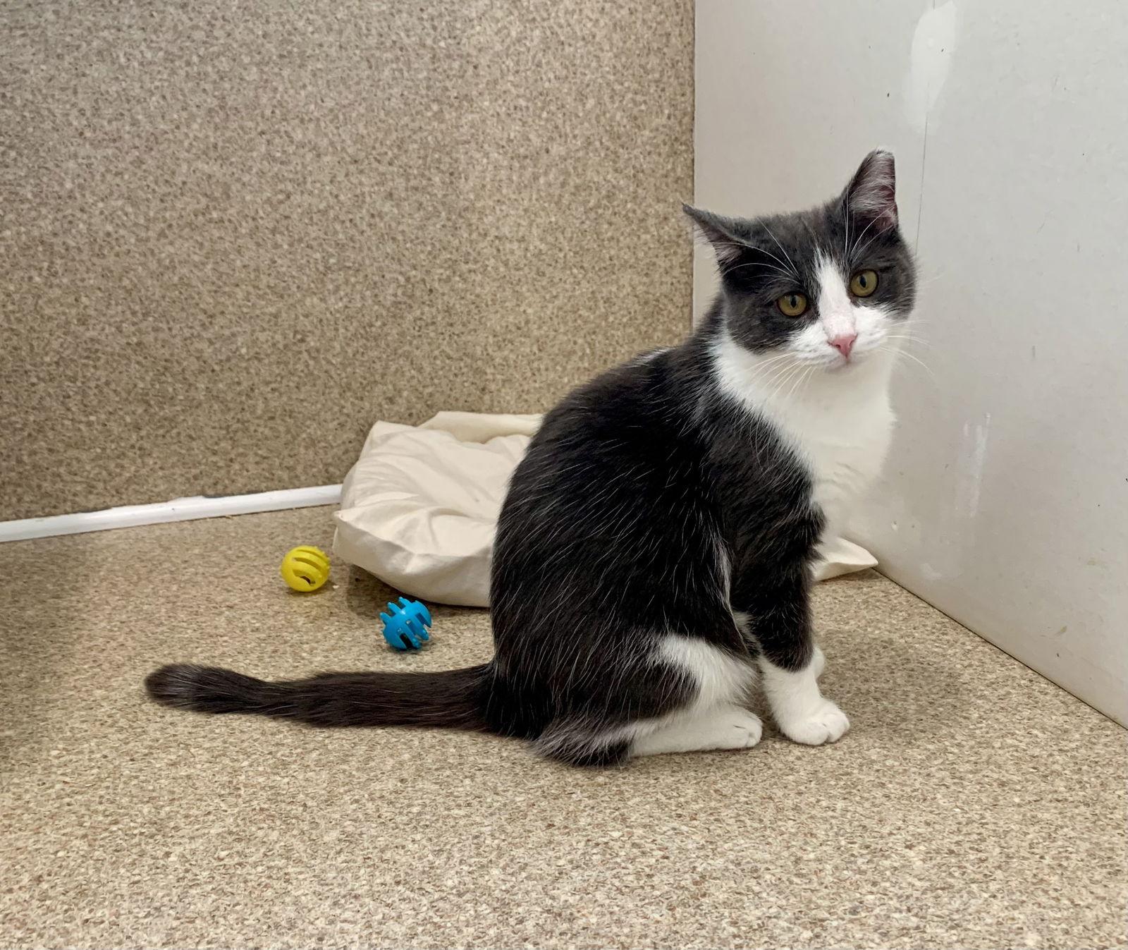 Danny, Adopted, Young Male Domestic Short Hair & Tuxedo.