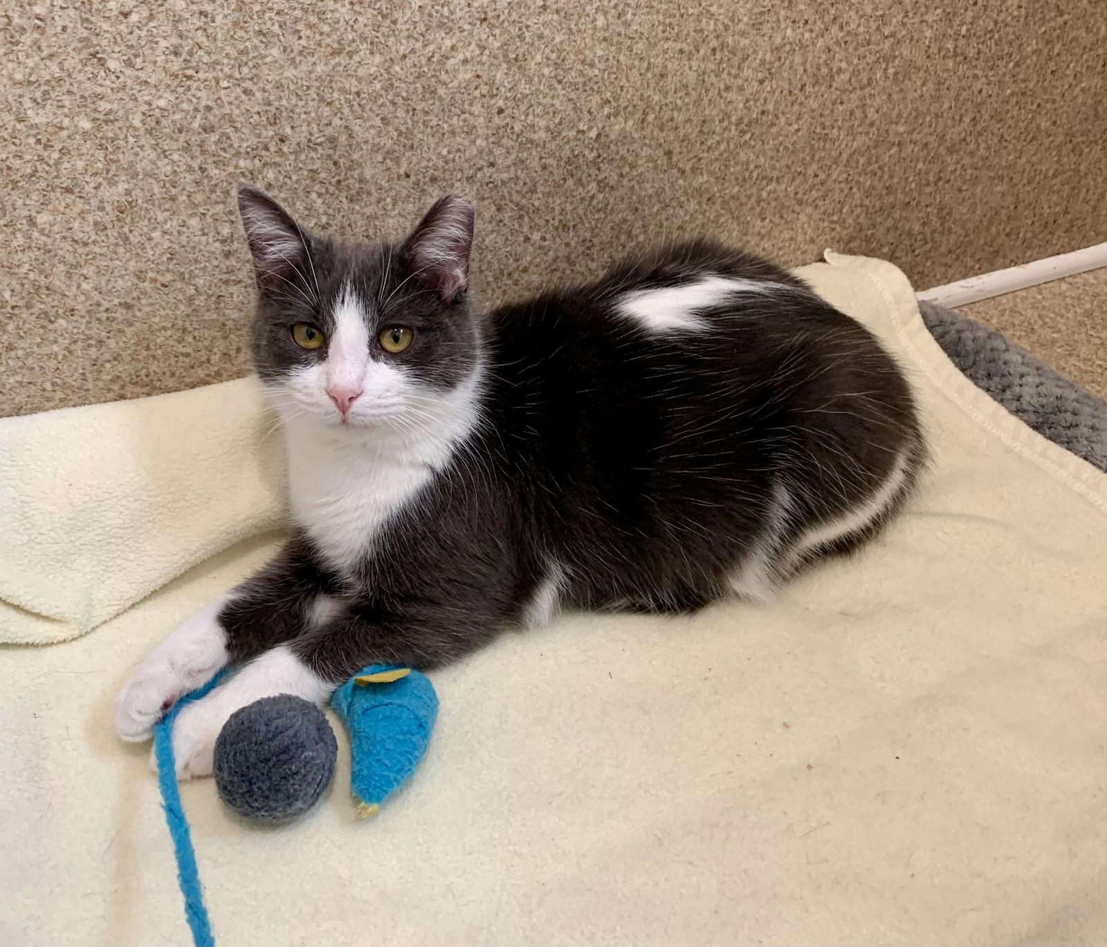 Enlarge Danny, a Adopted mixed breed in Mc Cormick, SC image 2/3