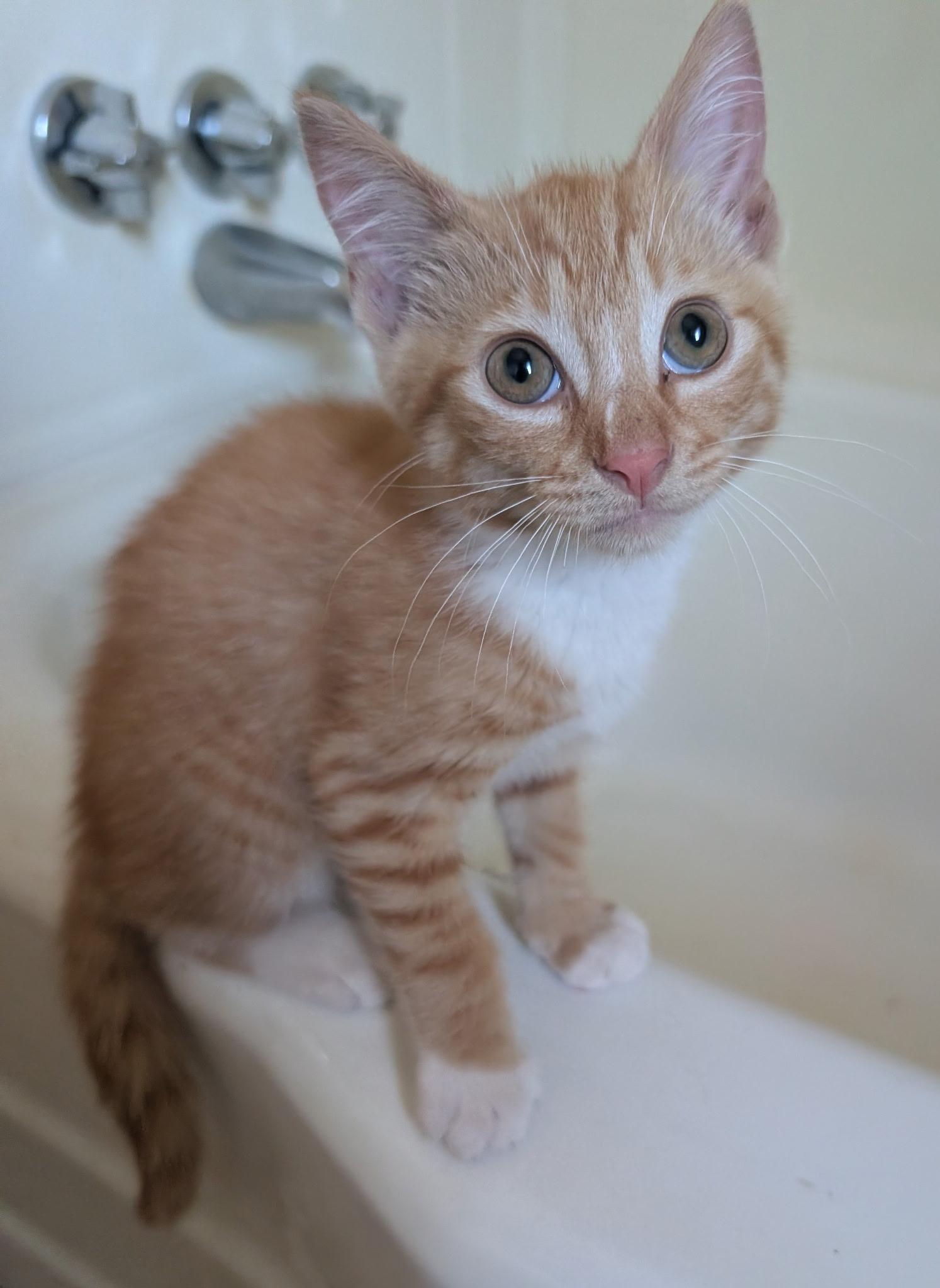 Enlarge STARLINK, a ADOPTABLE Tabby in Elgin, SC image 2/6
