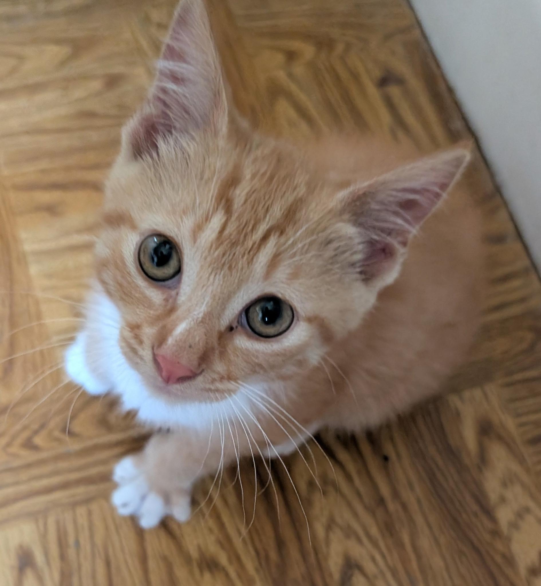 Enlarge STARLINK, a ADOPTABLE Tabby in Elgin, SC image 1/6