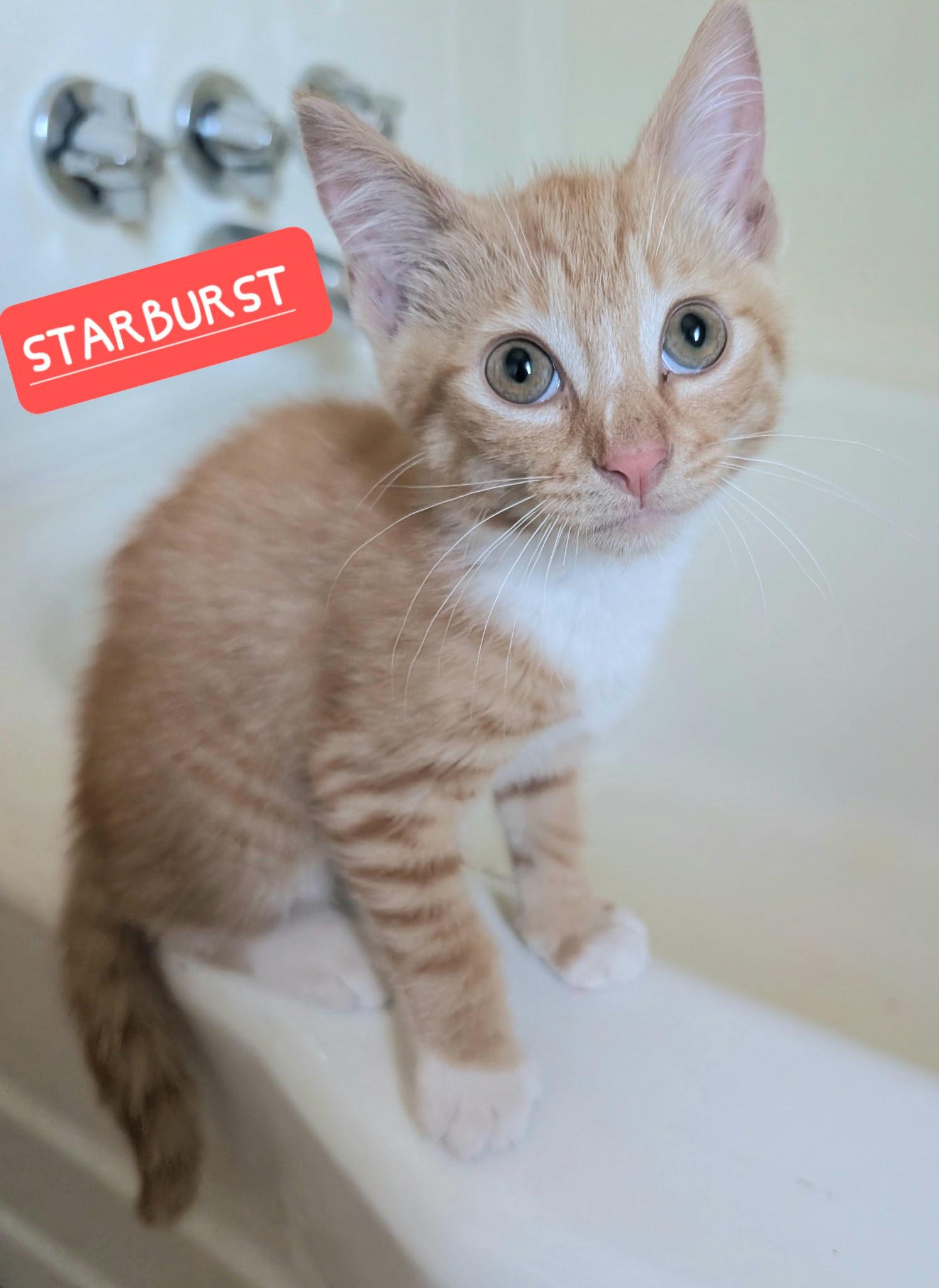 Enlarge STARLINK, a ADOPTABLE Tabby in Elgin, SC image 6/6