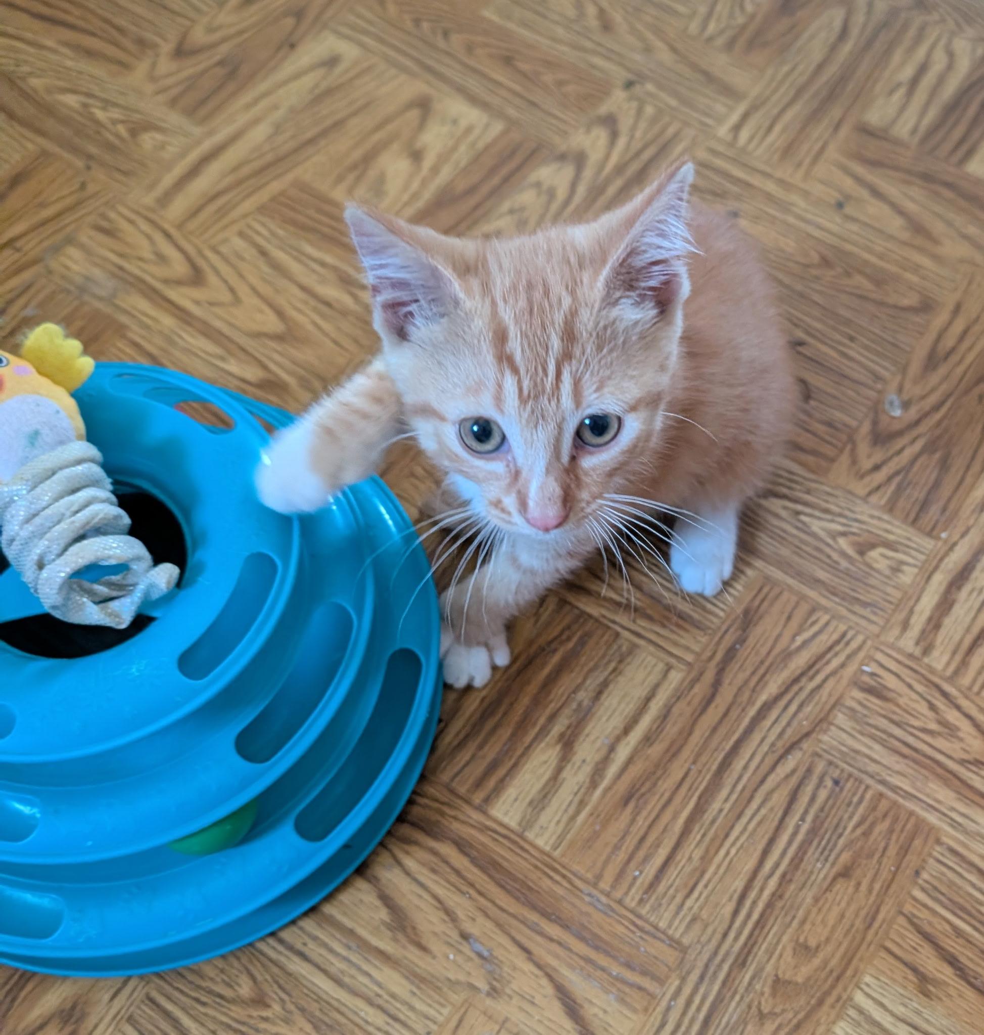 Enlarge STARLINK, a ADOPTABLE Tabby in Elgin, SC image 4/6