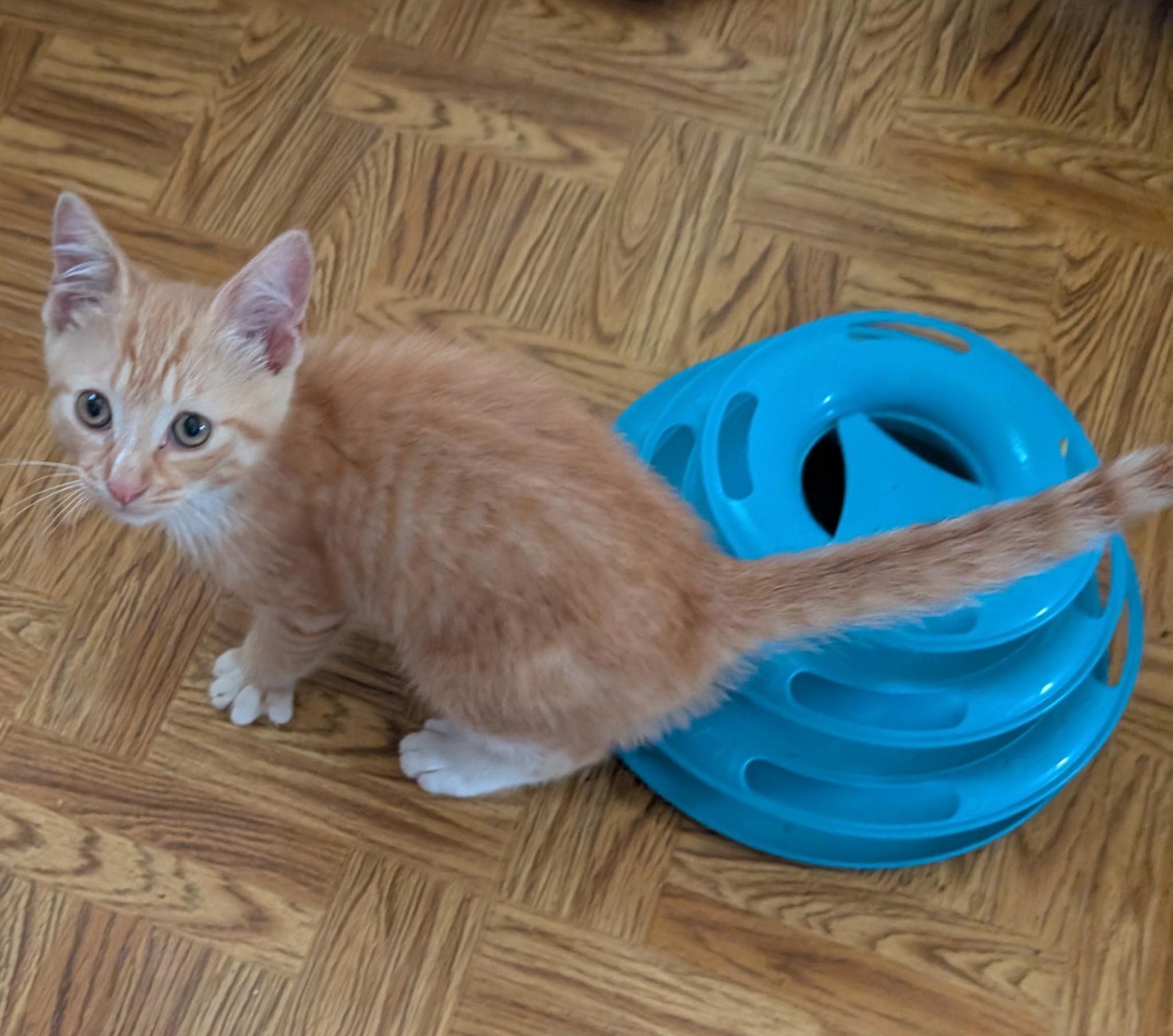 Enlarge STARLINK, a ADOPTABLE Tabby in Elgin, SC image 5/6