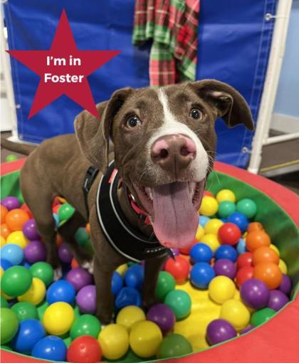 McNugget, ADOPTABLE, Puppy Male Mixed Breed.