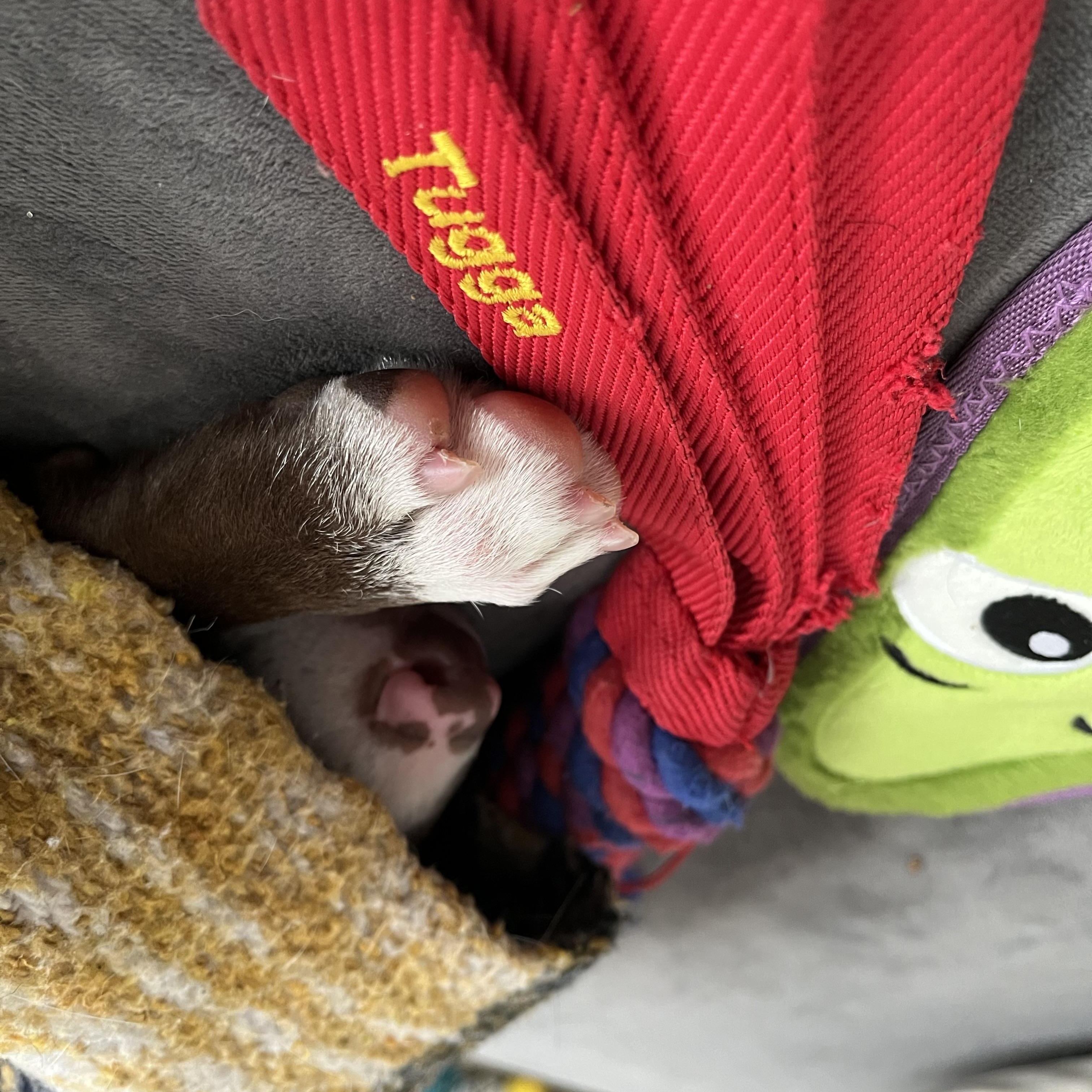 Enlarge McNugget, a ADOPTABLE Mixed Breed in Traverse City, MI image 5/5