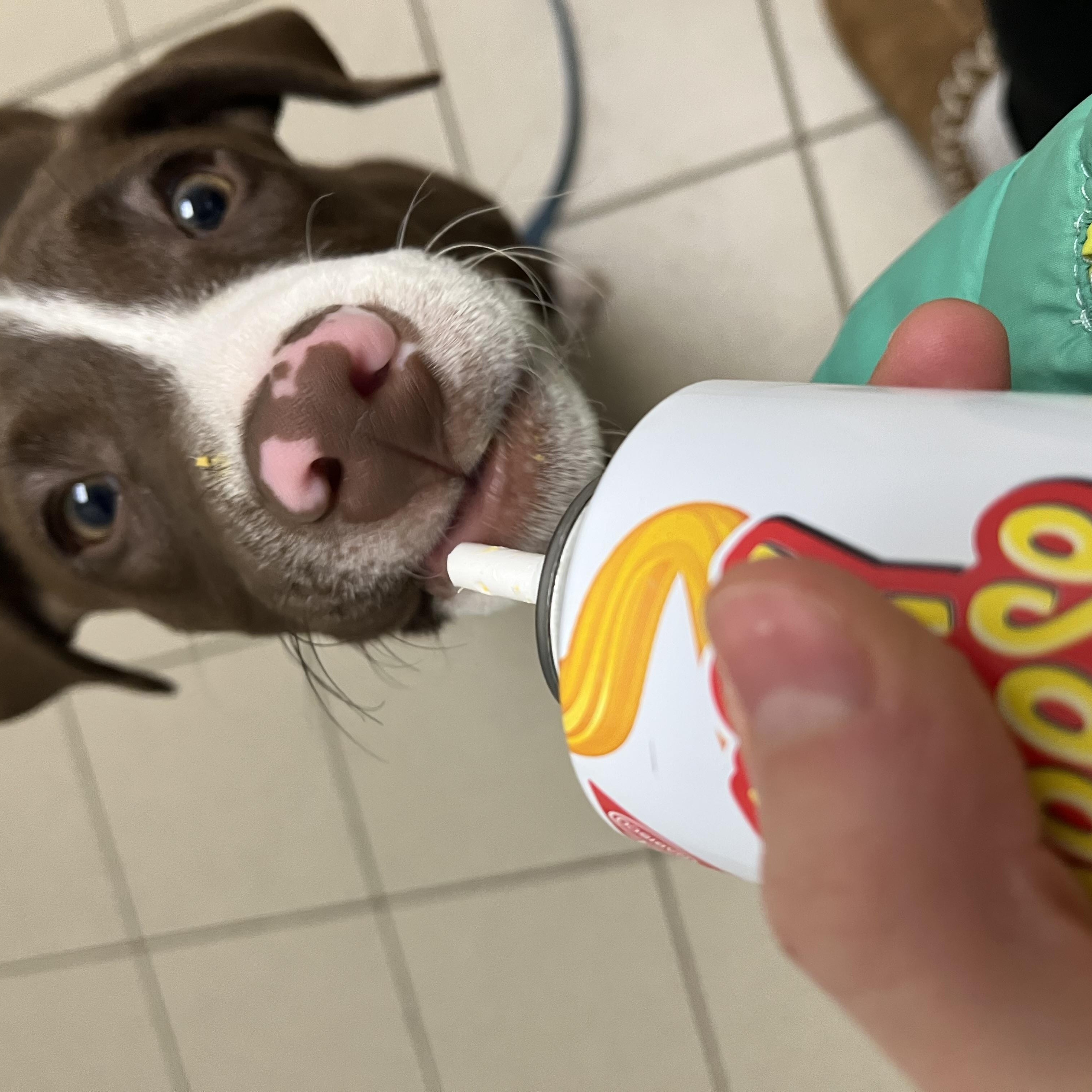 Enlarge McNugget, a ADOPTABLE Mixed Breed in Traverse City, MI image 2/5