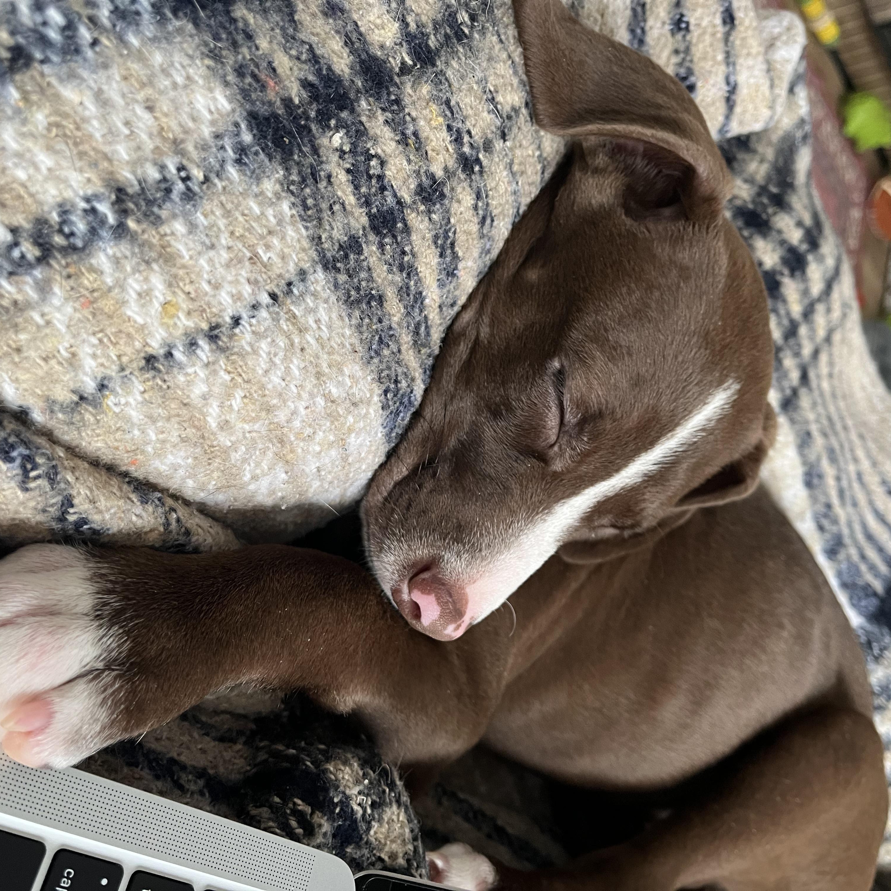 Enlarge McNugget, a ADOPTABLE Mixed Breed in Traverse City, MI image 4/5