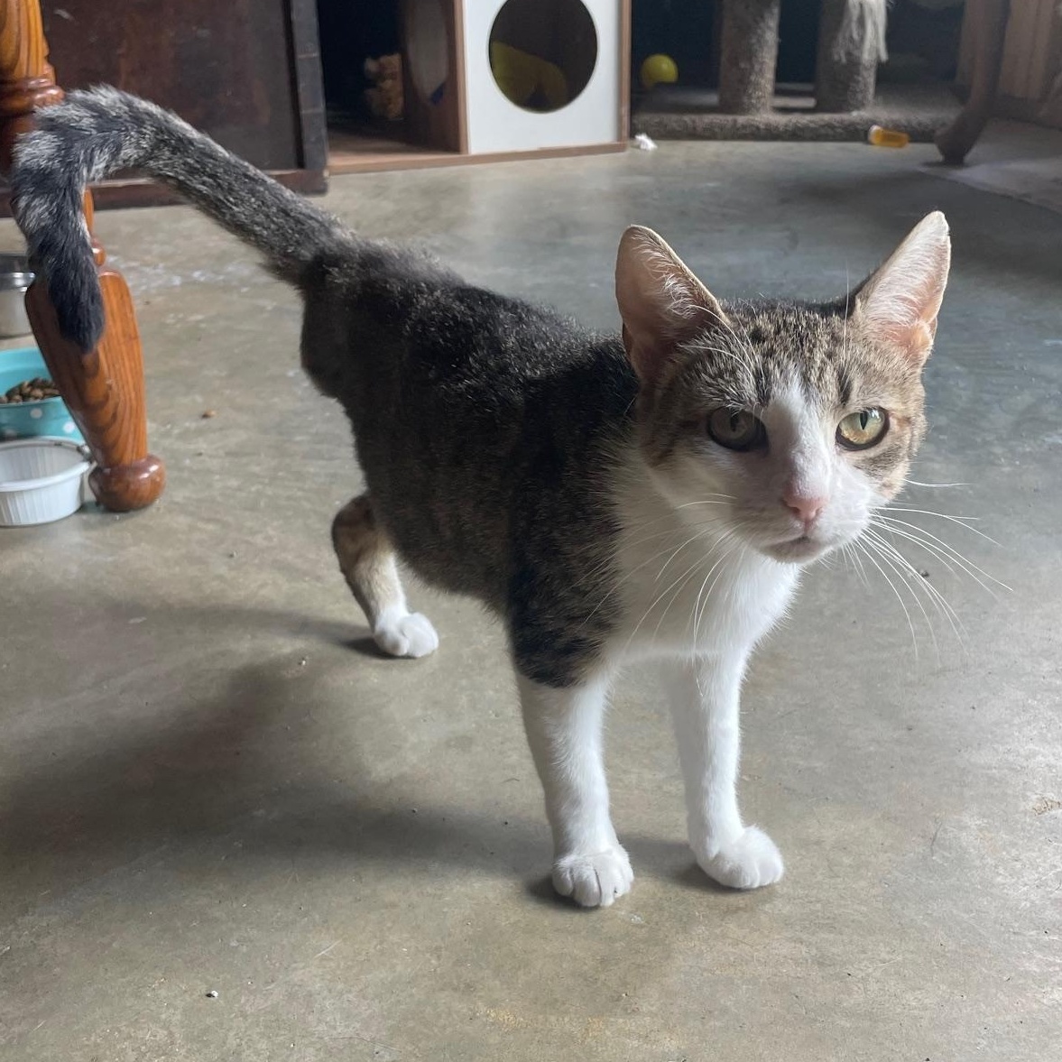 Enlarge Trina, a ADOPTABLE Domestic Short Hair in Munfordville, KY image 1/4