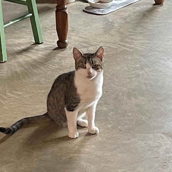 Trina, adopted, Adult Female Domestic Short Hair.