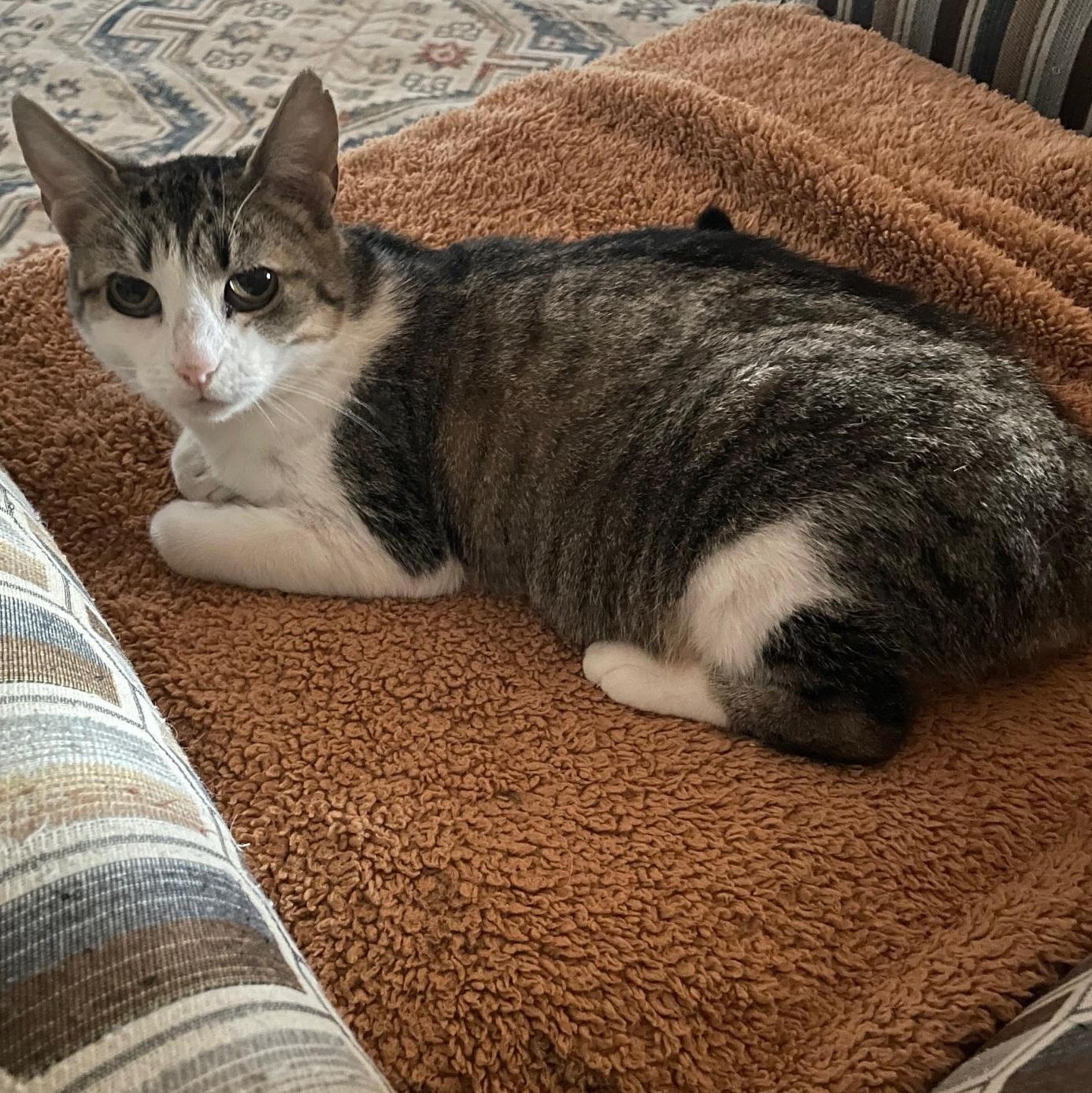 Enlarge Trina, a ADOPTABLE Domestic Short Hair in Munfordville, KY image 4/4