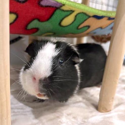Taco, a Adoptable Guinea Pig in South Burlington, VT image 1/3