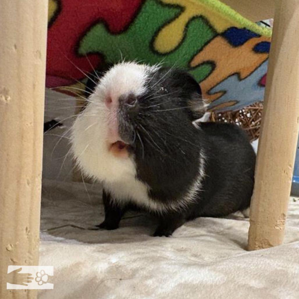 Taco, a Adoptable Guinea Pig in South Burlington, VT image 2/3