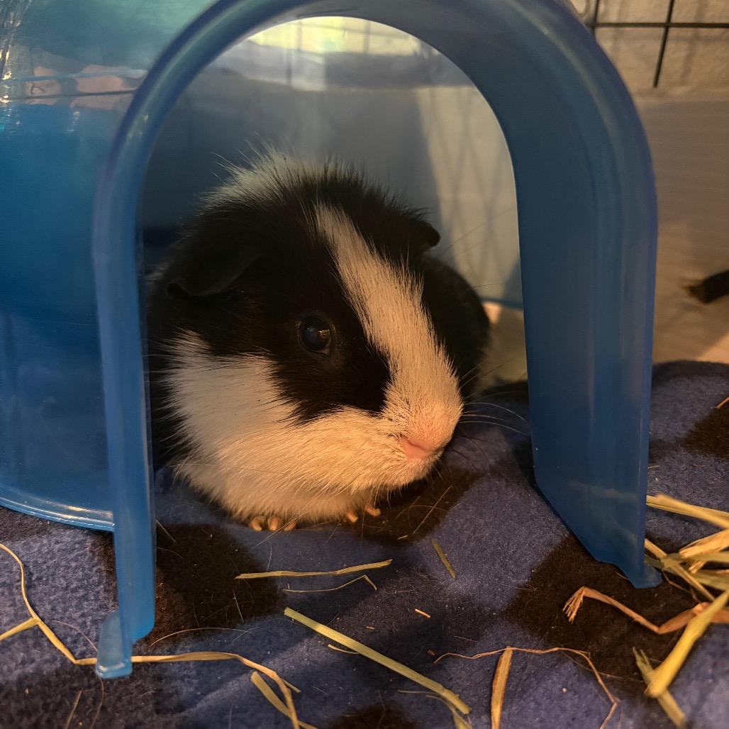 Taco, a Adoptable Guinea Pig in South Burlington, VT image 3/3