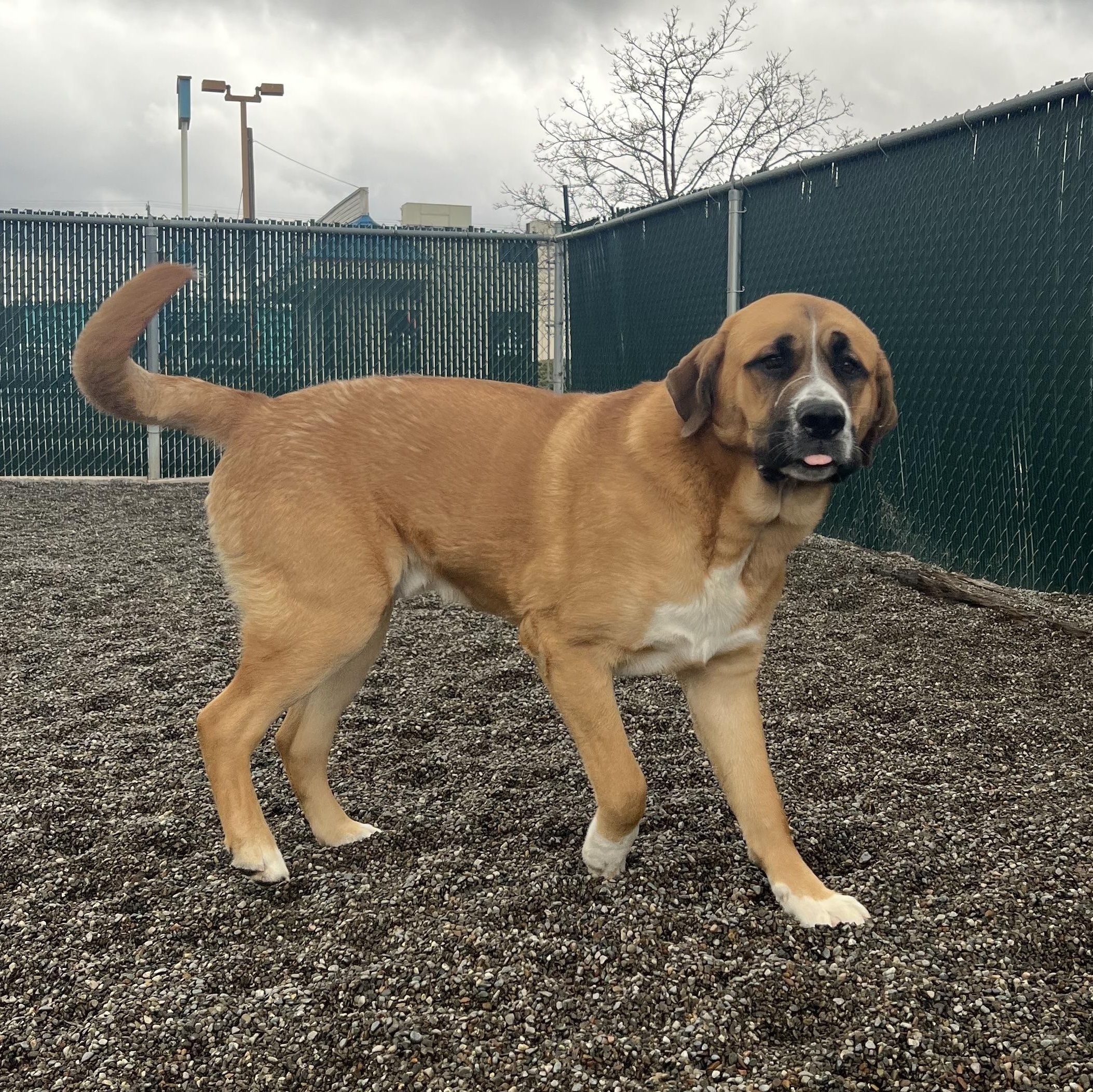 Hooch, an adoptable Saint Bernard, Mastiff in Spokane, WA, 99216 | Photo Image 1