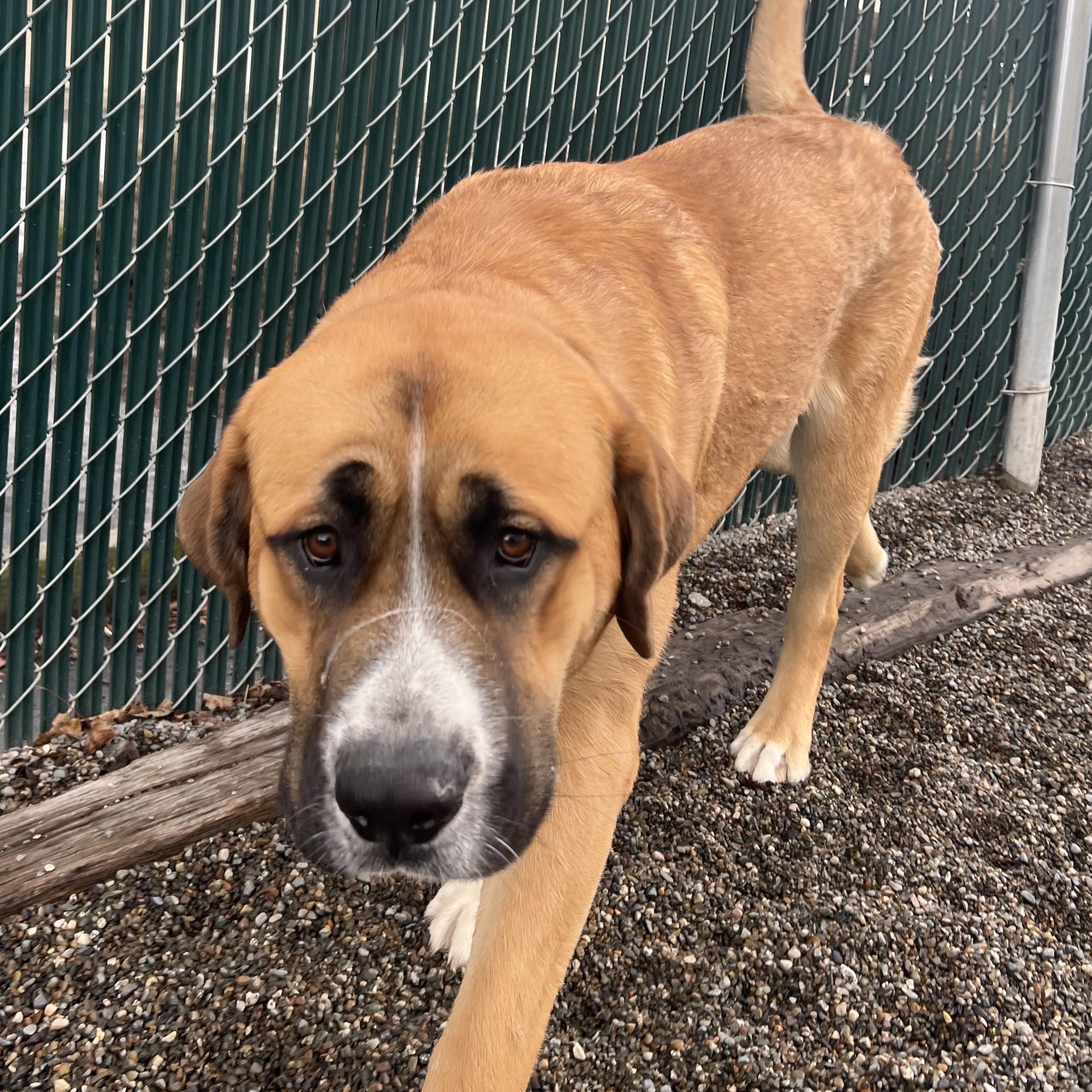 Hooch, an adoptable Saint Bernard, Mastiff in Spokane, WA, 99216 | Photo Image 2