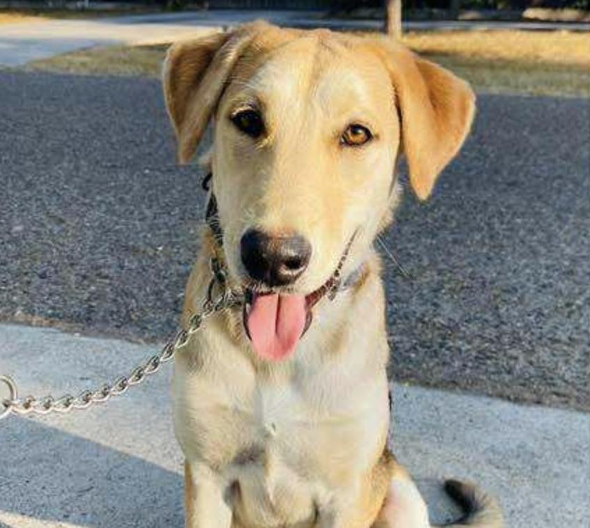 Enlarge Tulip, a Adoptable mixed breed in Baltimore, MD image 1/6