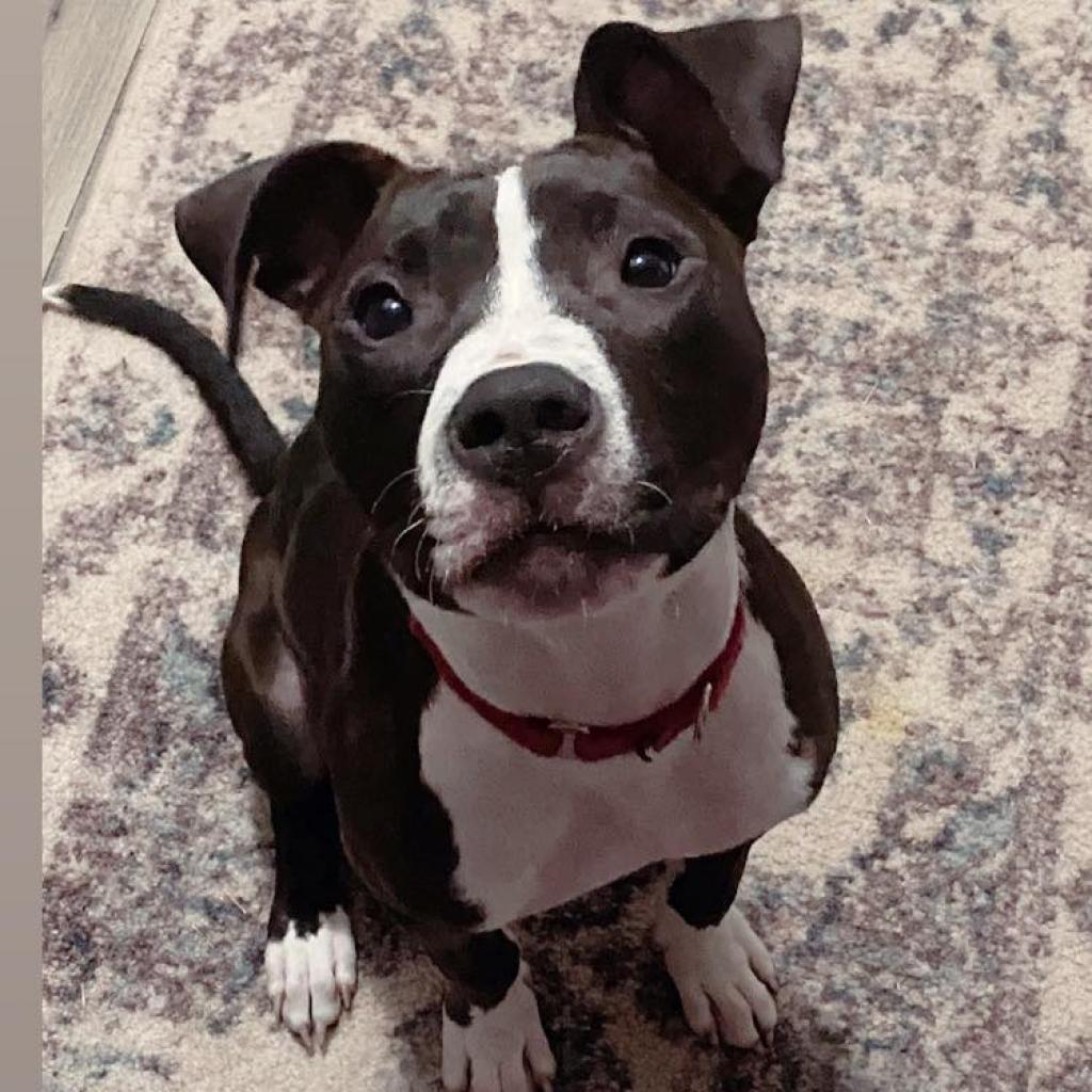 Rio SM, a Adoptable Pit Bull Terrier in Jacksonville, FL image 1/6