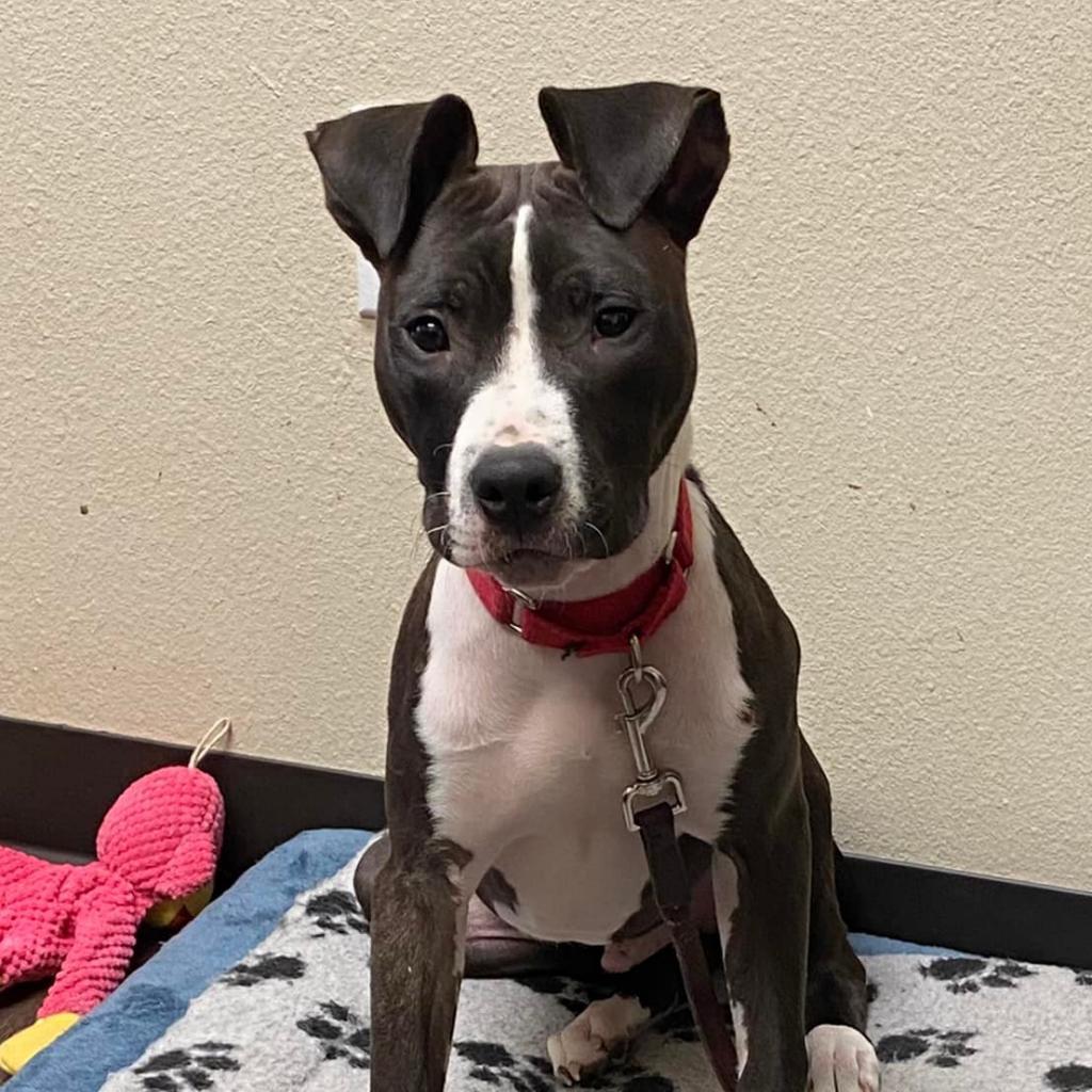 Rio SM, a Adoptable Pit Bull Terrier in Jacksonville, FL image 2/6