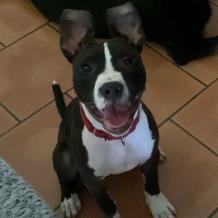 Rio SM, a Adoptable Pit Bull Terrier in Jacksonville, FL image 3/6