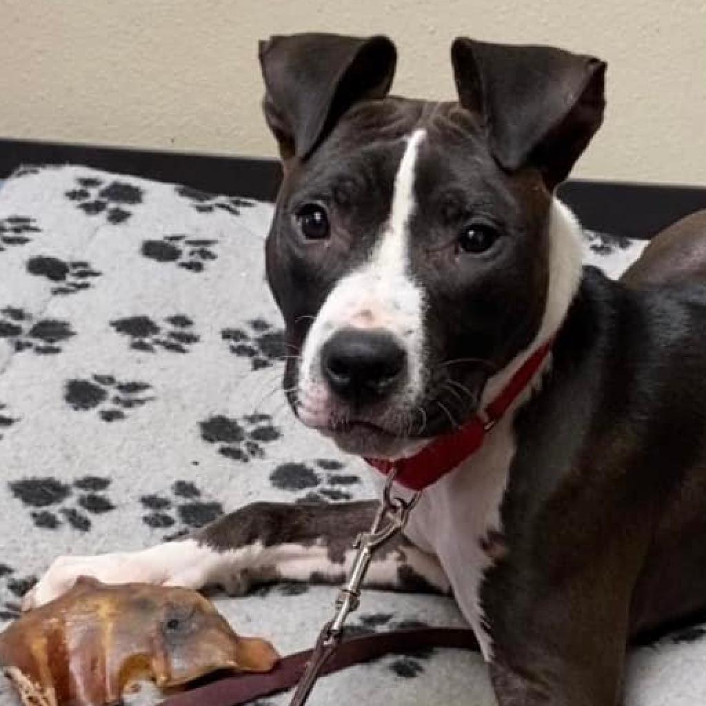 Rio SM, a Adoptable Pit Bull Terrier in Jacksonville, FL image 4/6