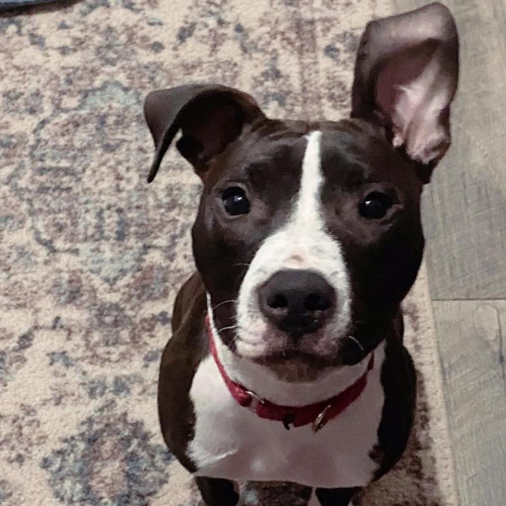 Rio SM, a Adoptable Pit Bull Terrier in Jacksonville, FL image 5/6