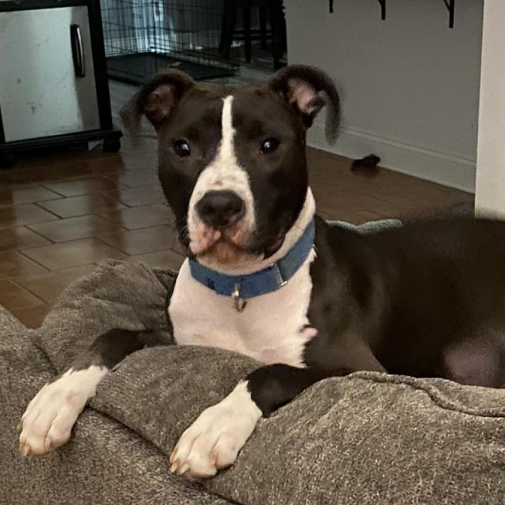 Rio SM, a Adoptable Pit Bull Terrier in Jacksonville, FL image 6/6