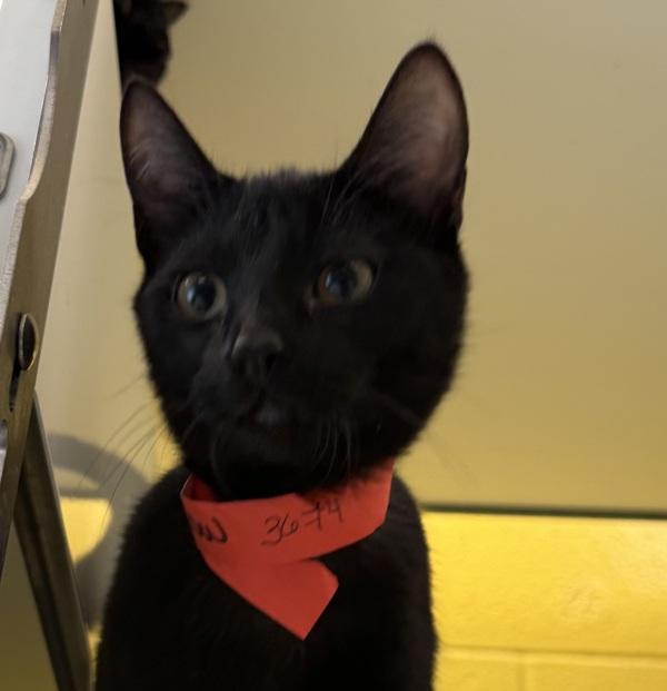 Winnow, Adoptable, Kitten Female Domestic Short Hair.
