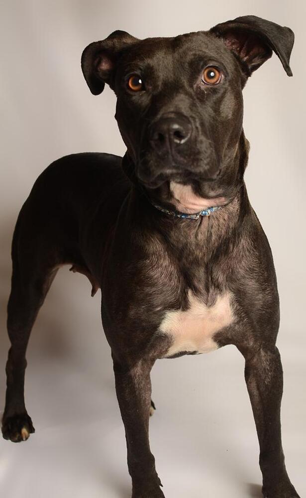 LUCY, a Adoptable mixed breed in Langley, BC image 1/6